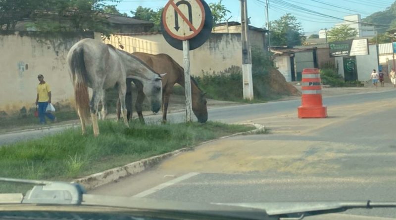 PCMG prende suspeito de matar cavalo com lança em Ubá