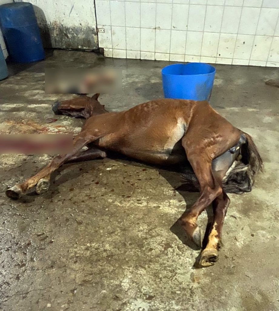 Polícia Civil prende empresário que vendia carne de cavalo em